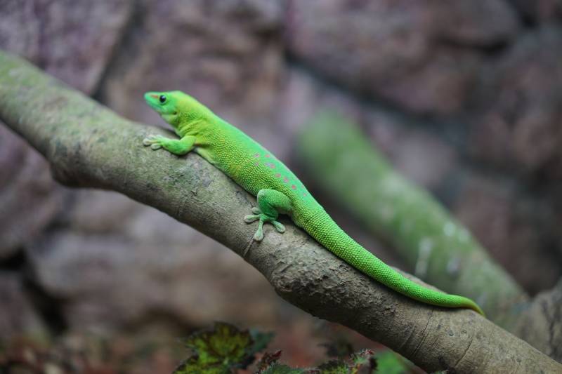 绿蜥蜴栖息树枝上图片