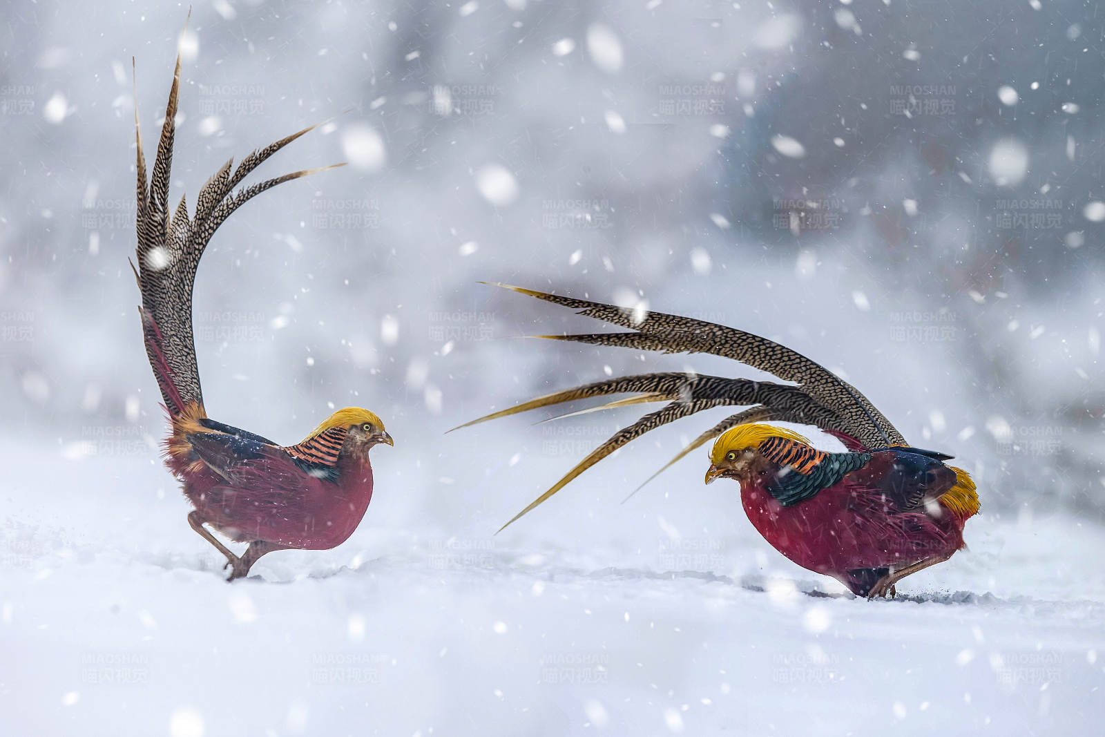 雪中红腹锦鸡对峙图片