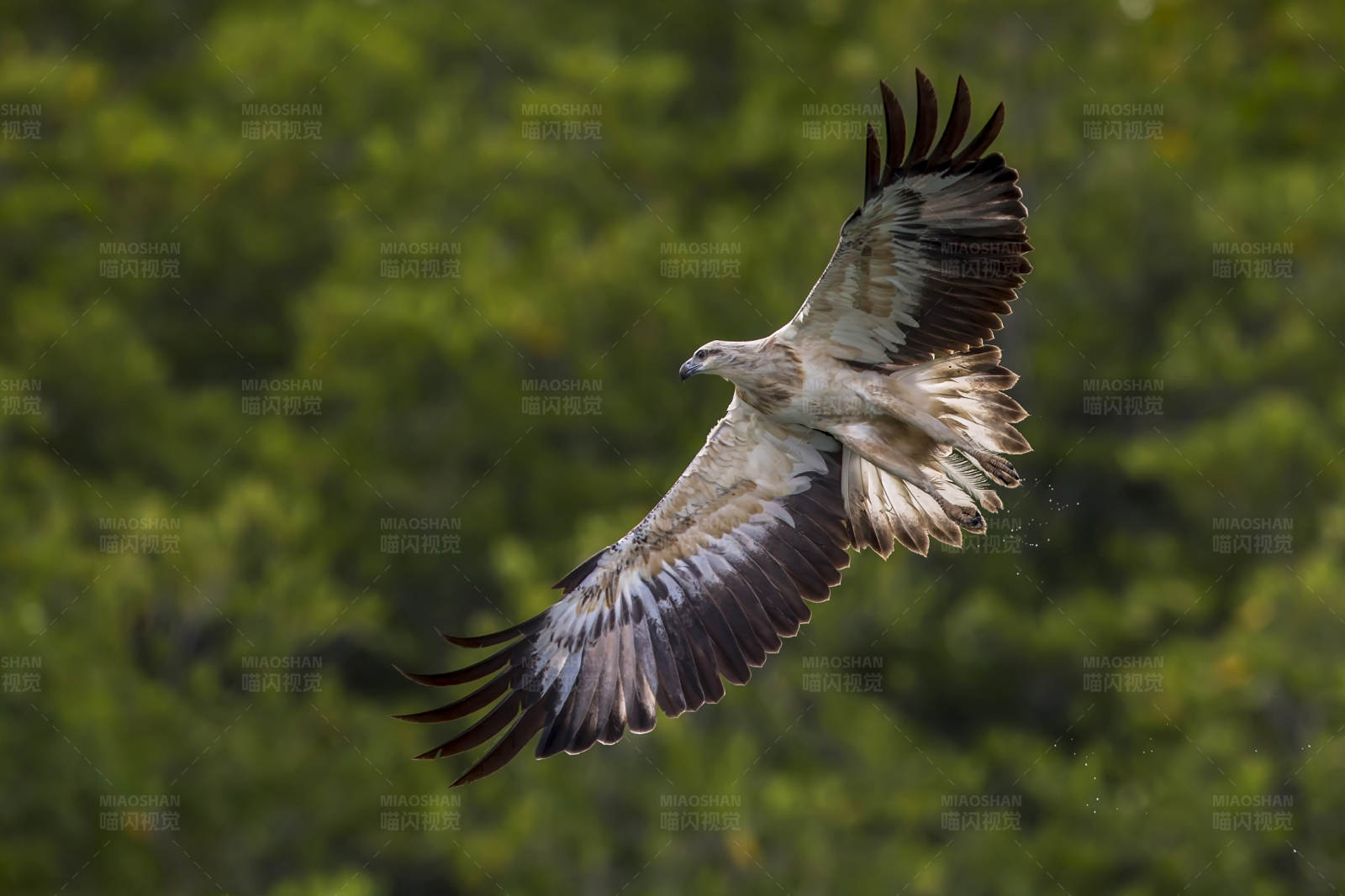 翱翔的雄鹰图片