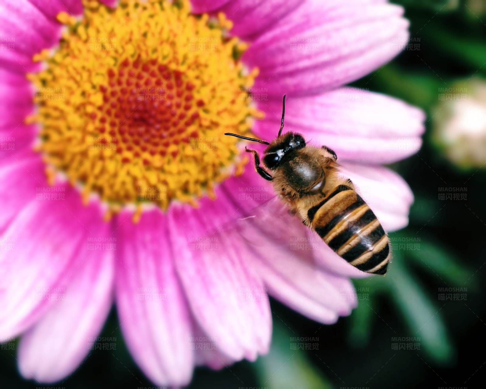 蜜蜂与粉红花图片