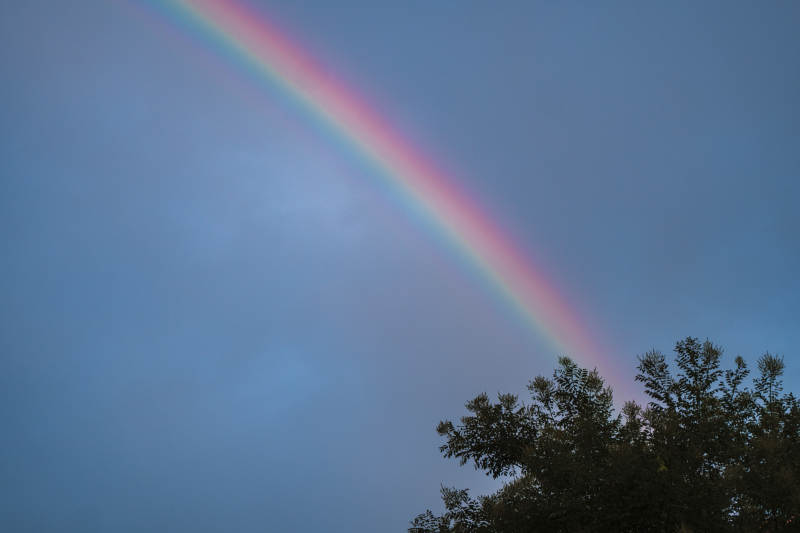 彩虹与树梢图片