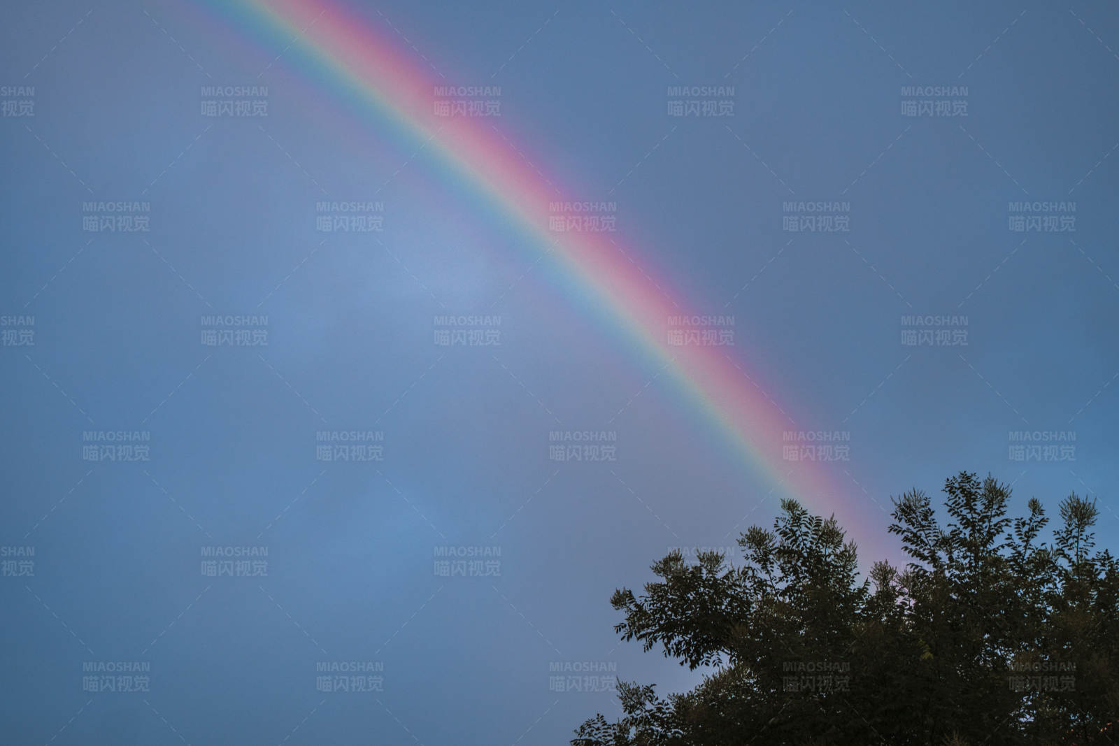 彩虹与树梢图片