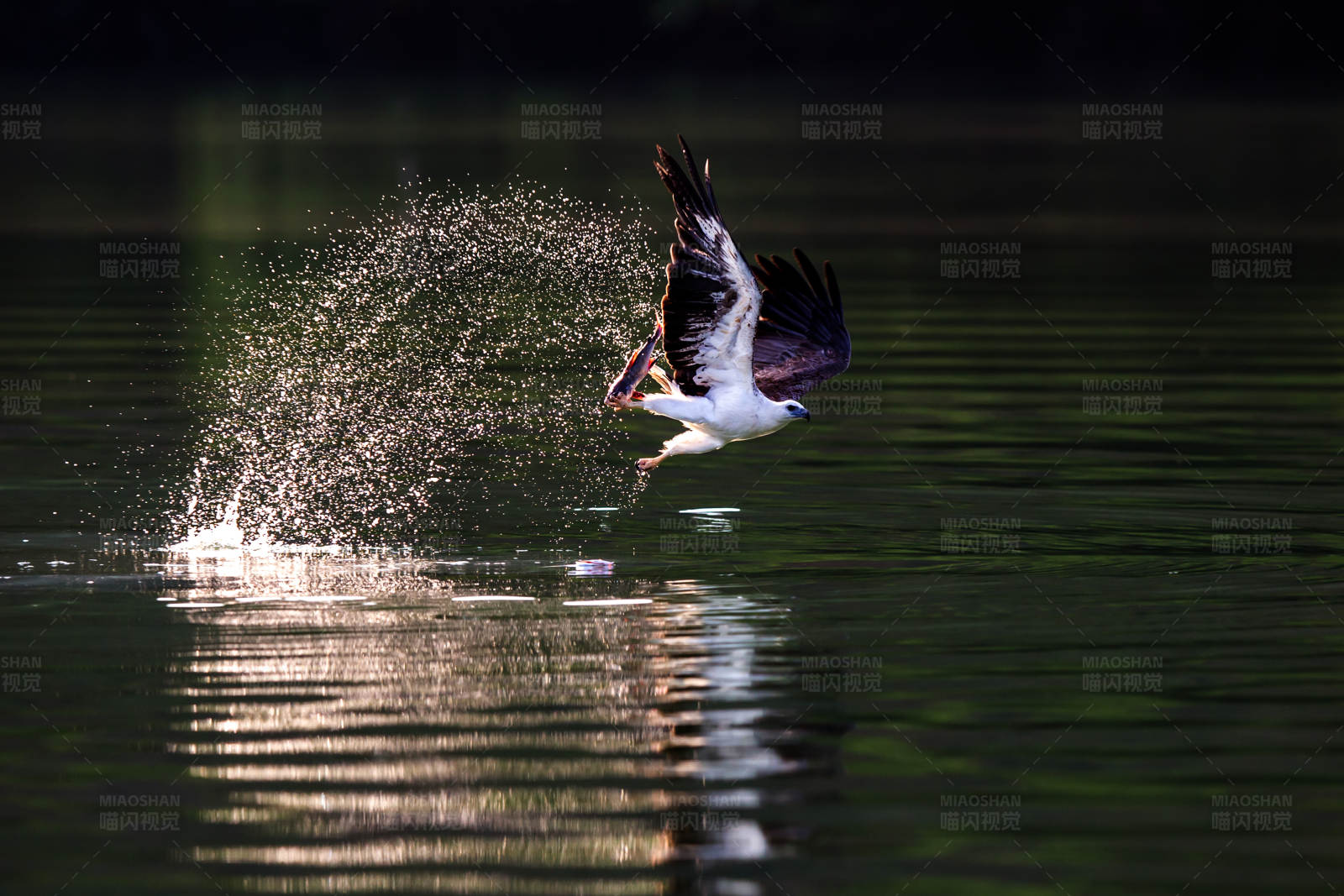 白腹海雕捕食瞬间图片