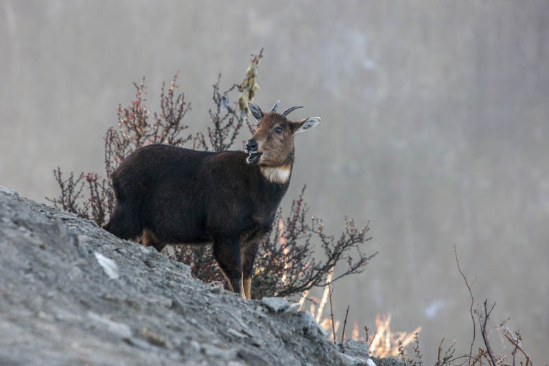 高山上的喜山斑羚图片