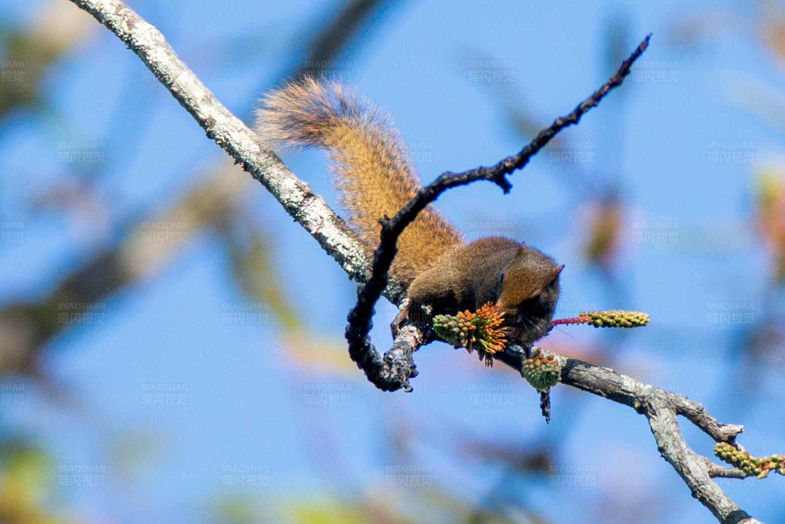松鼠枝头觅食图图片
