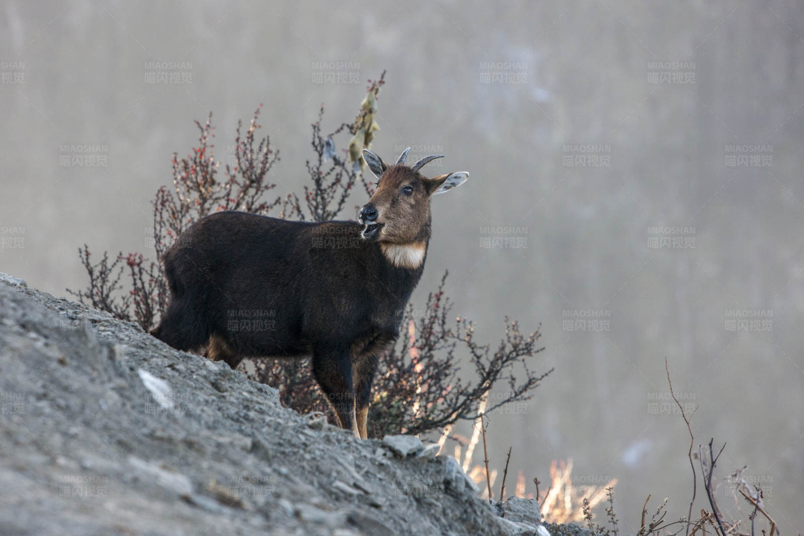 高山上的喜山斑羚图片