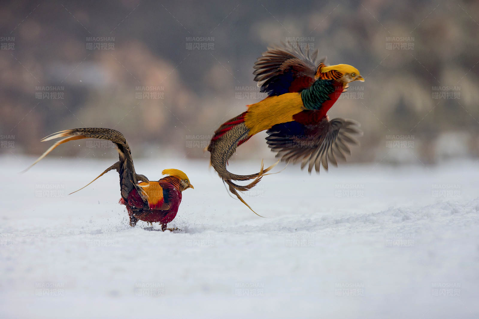 雪地金鸡争艳图片