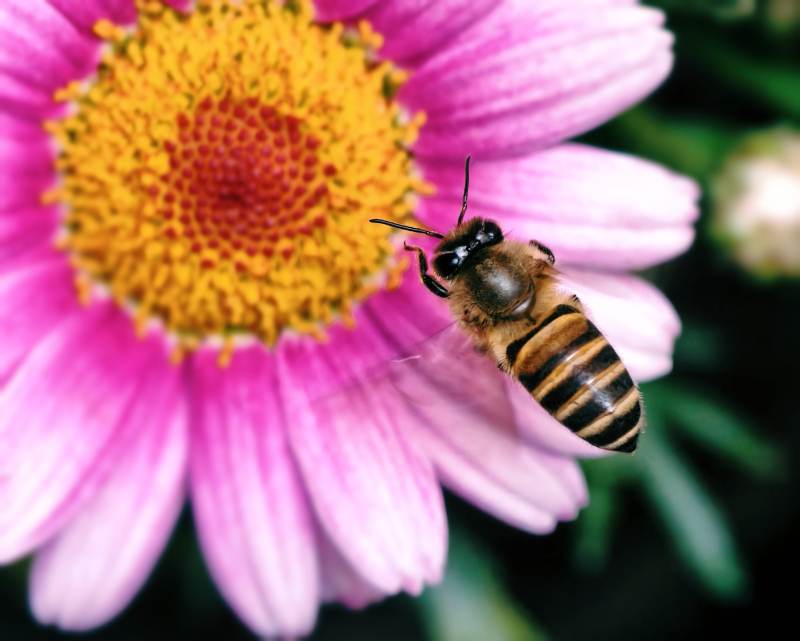 蜜蜂与粉红花图片