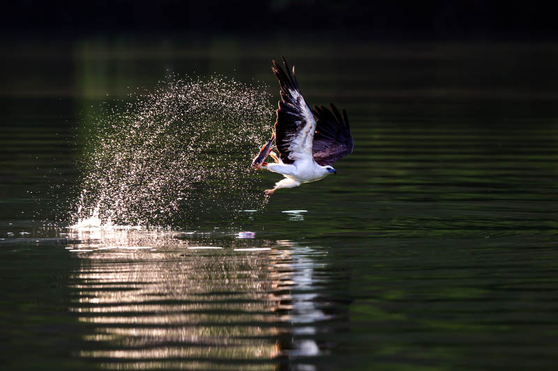 白腹海雕捕食瞬间图片