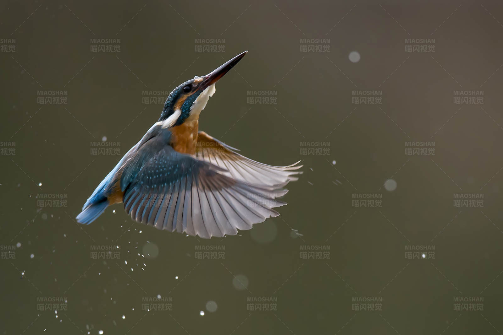 翠鸟展翅 水滴飞溅图片