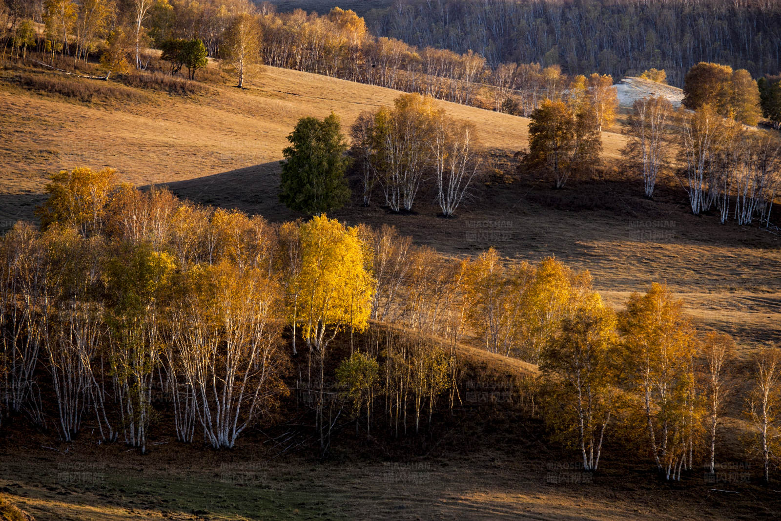 秋日山坡上的白桦林(乌兰布统)图片
