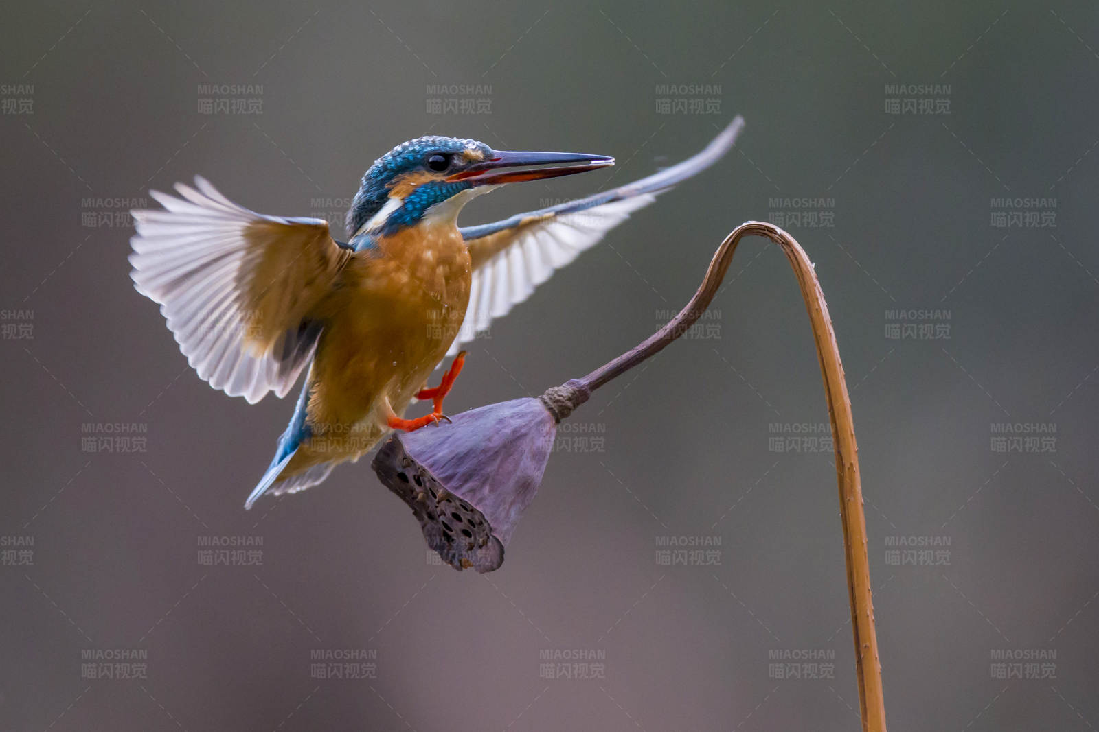 翠鸟展翅 莲蓬为伴图片
