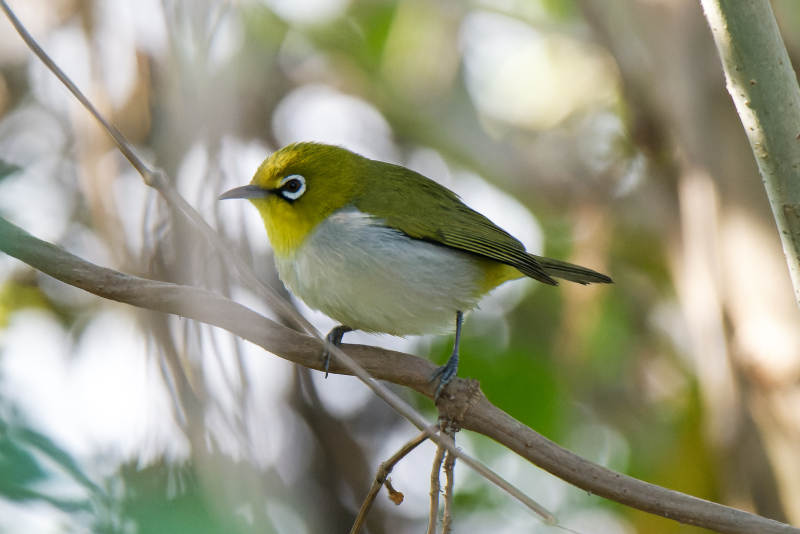 黄羽鸟栖息枝头图片