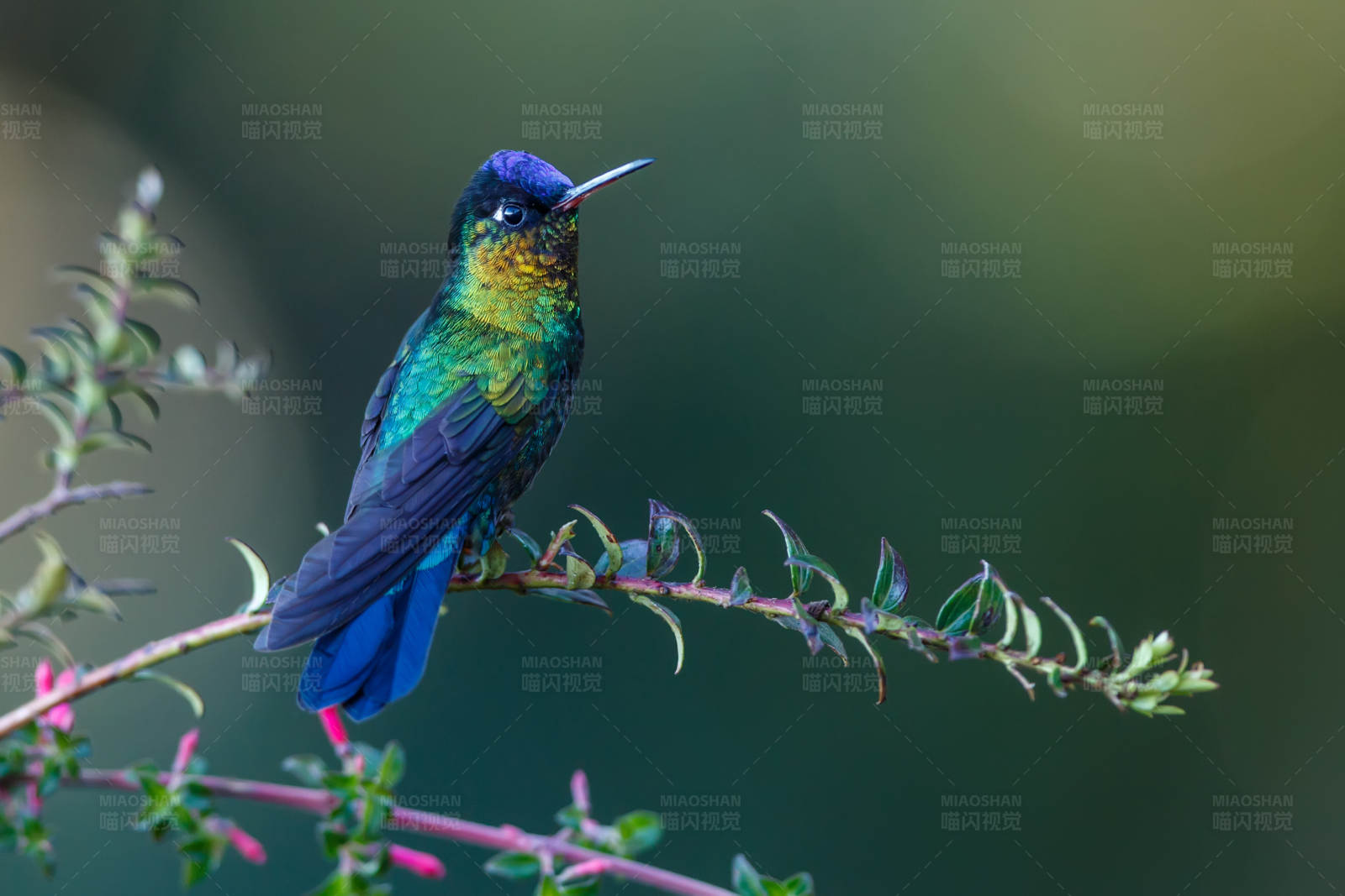 彩虹蜂鸟栖息枝头图片