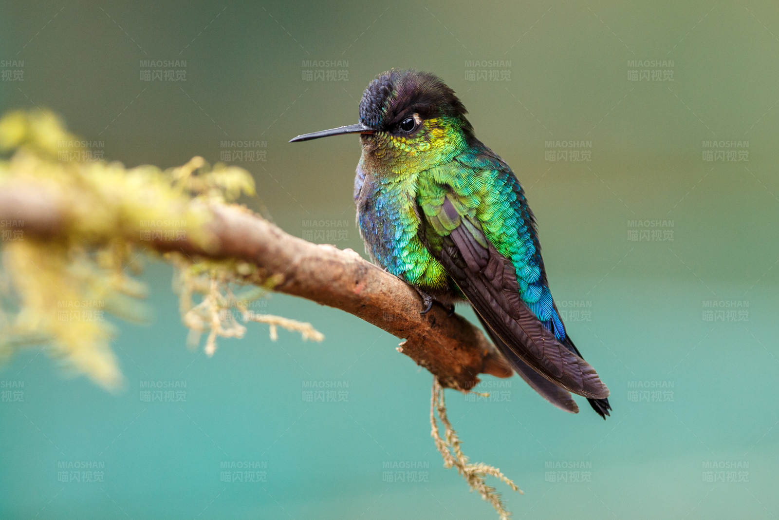 彩虹蜂鸟栖息枝头图片