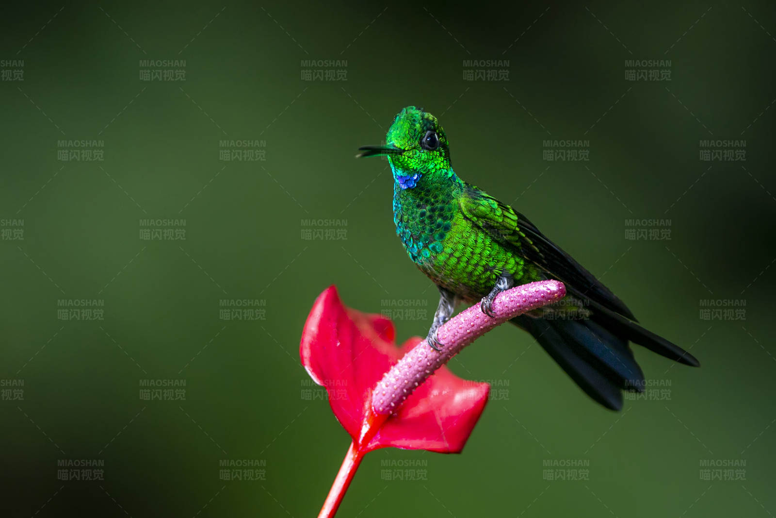 绿宝石蜂鸟栖息花上图片