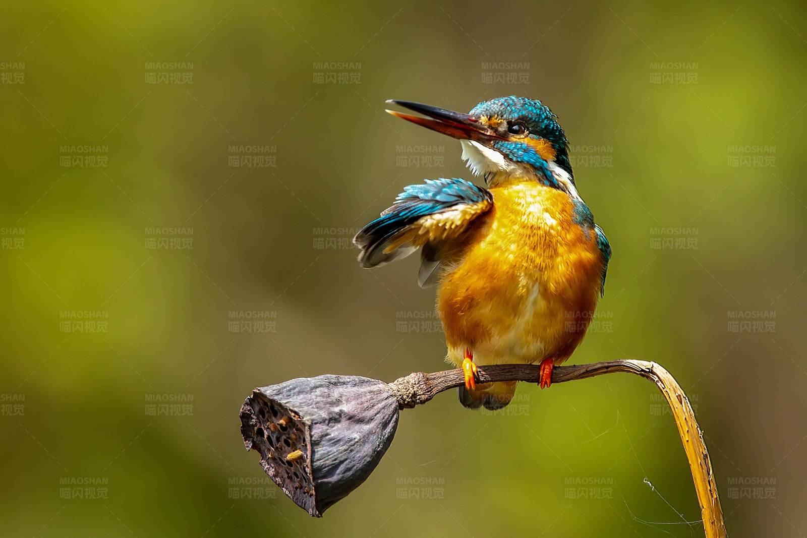 翠鸟栖息莲蓬上图片