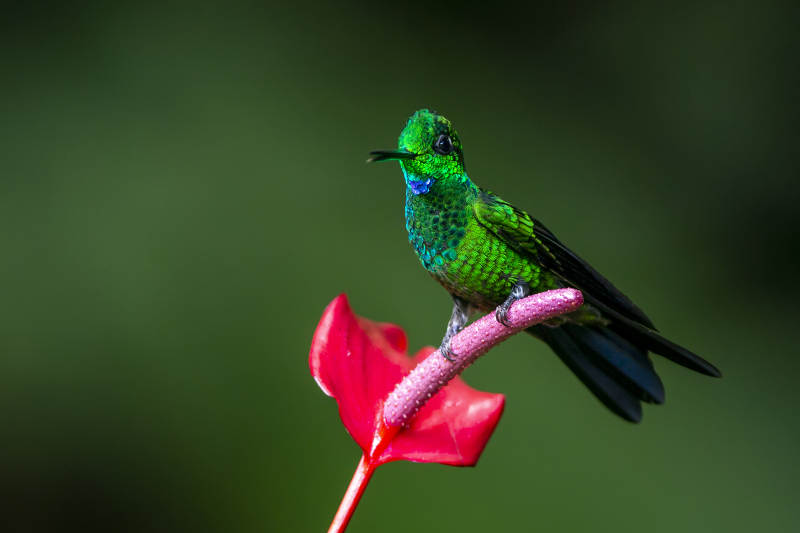 绿宝石蜂鸟栖息花上图片