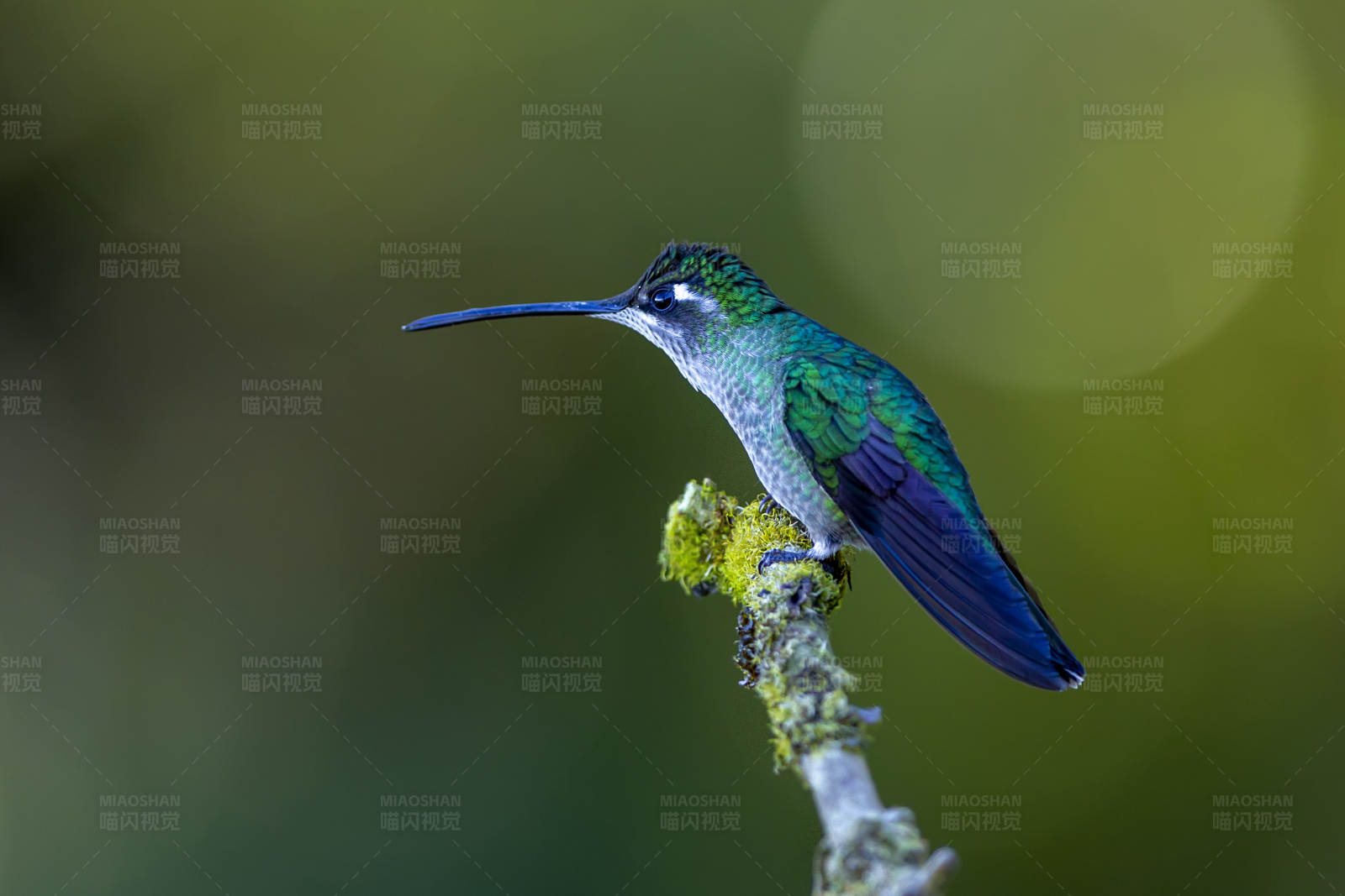 蜂鸟栖息在苔藓枝头图片