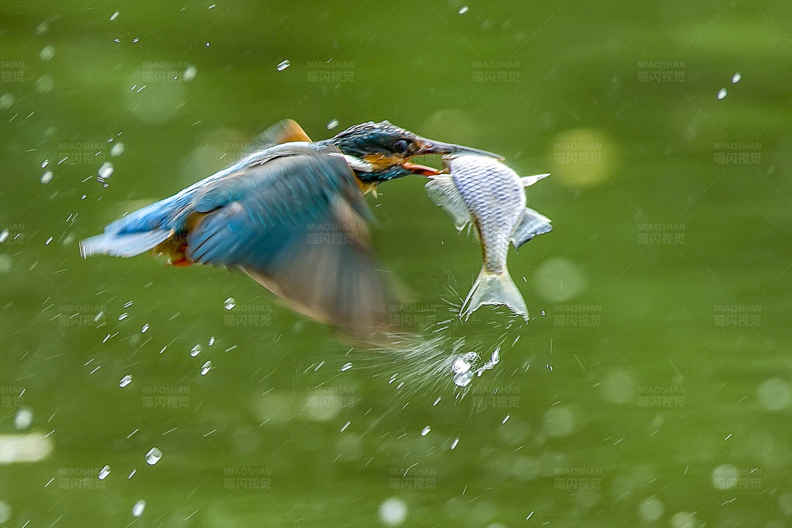 翠鸟捕食瞬间图片
