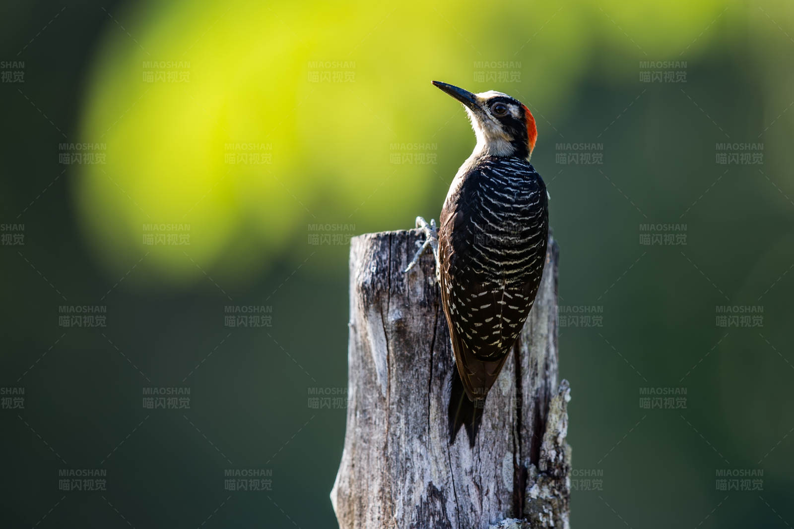 啄木鸟栖息在树桩上图片