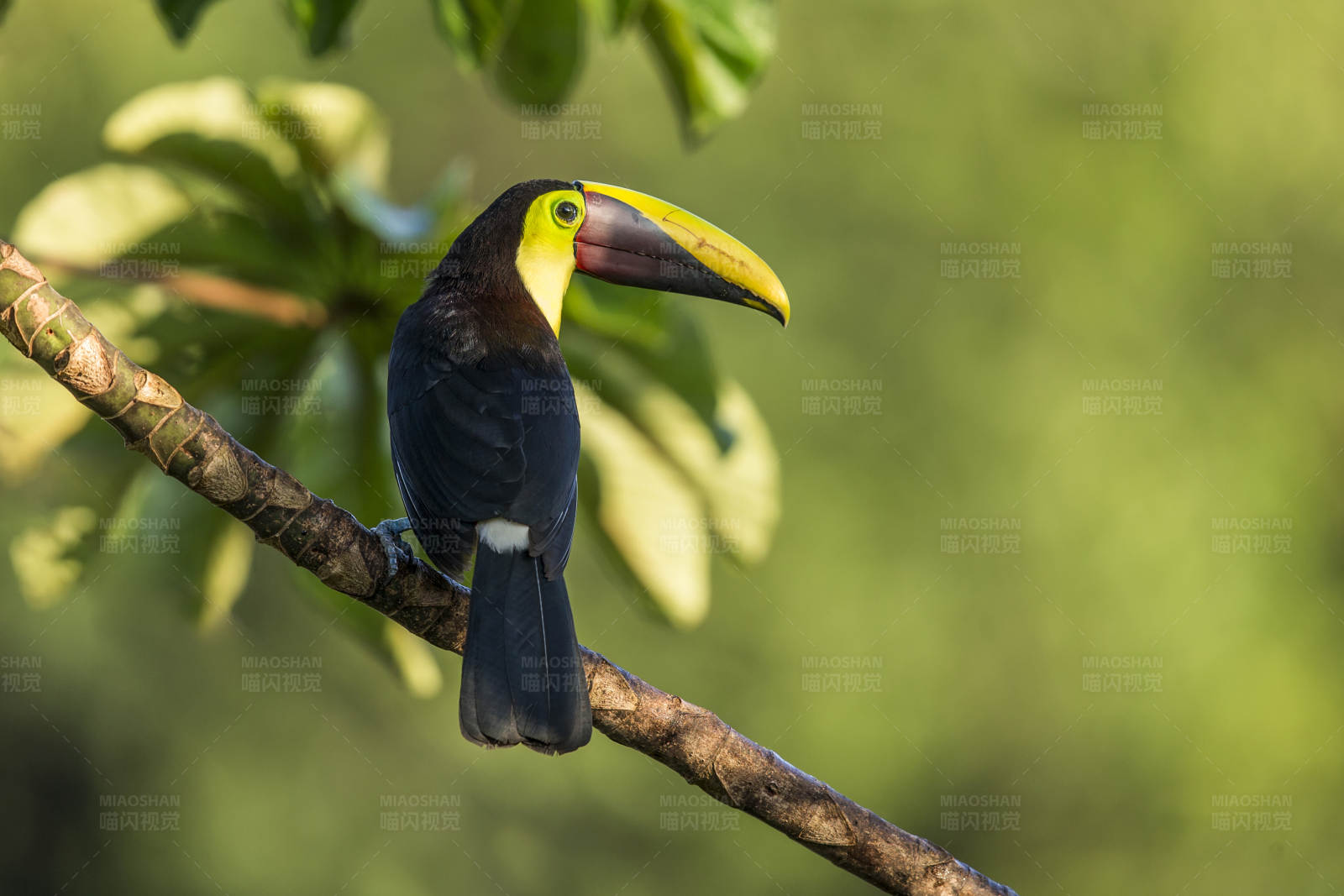 巨嘴鸟栖息在树枝上图片