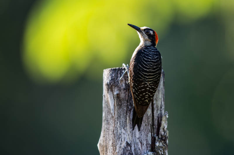 啄木鸟栖息在树桩上图片