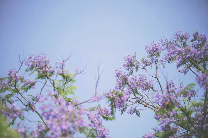 紫花蓝天 梦幻蓝花楹图片