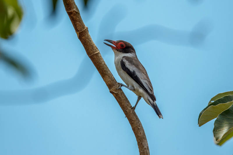 花脸蒂泰霸鹟在鸣唱图片