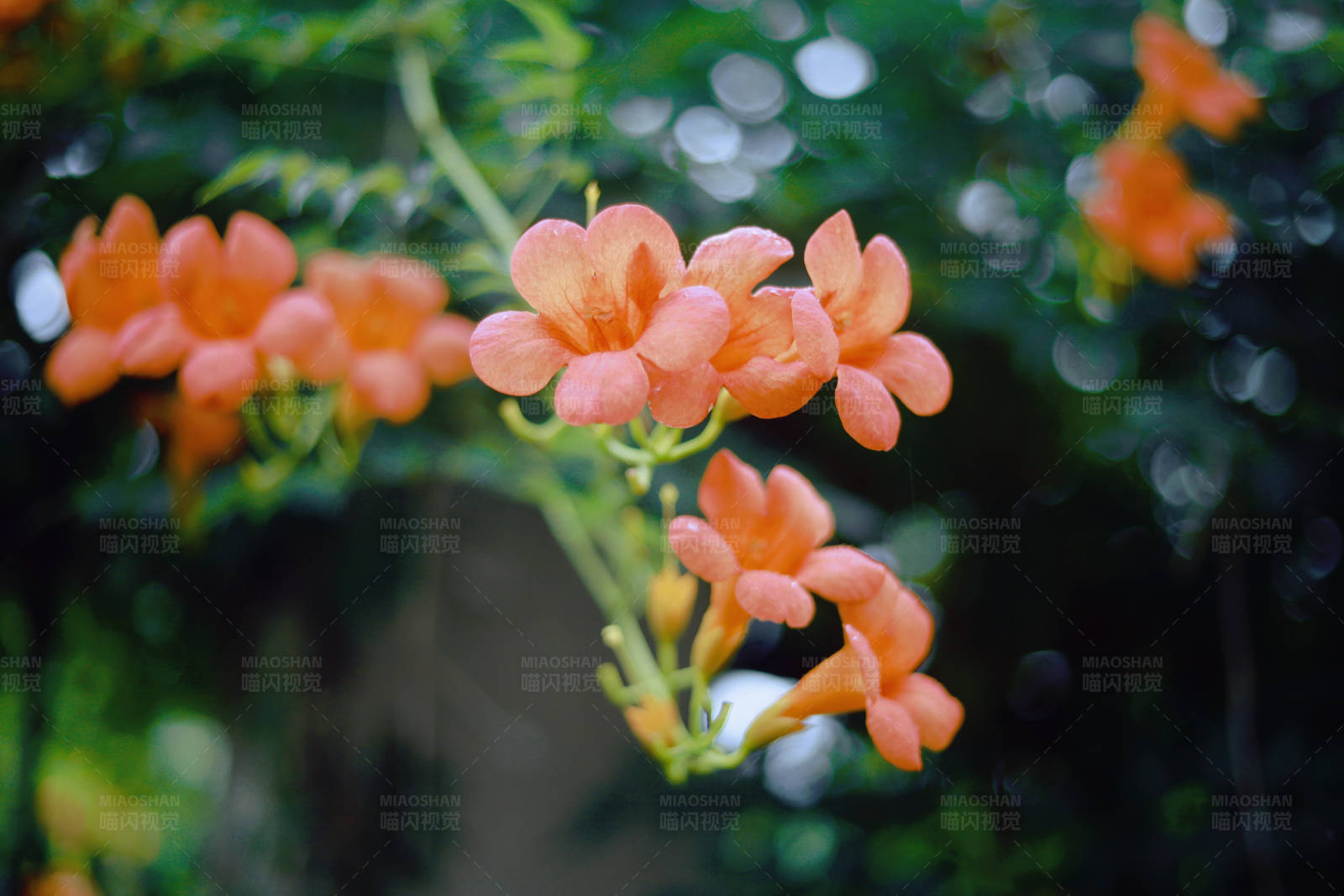 橙色花朵的美丽瞬间图片