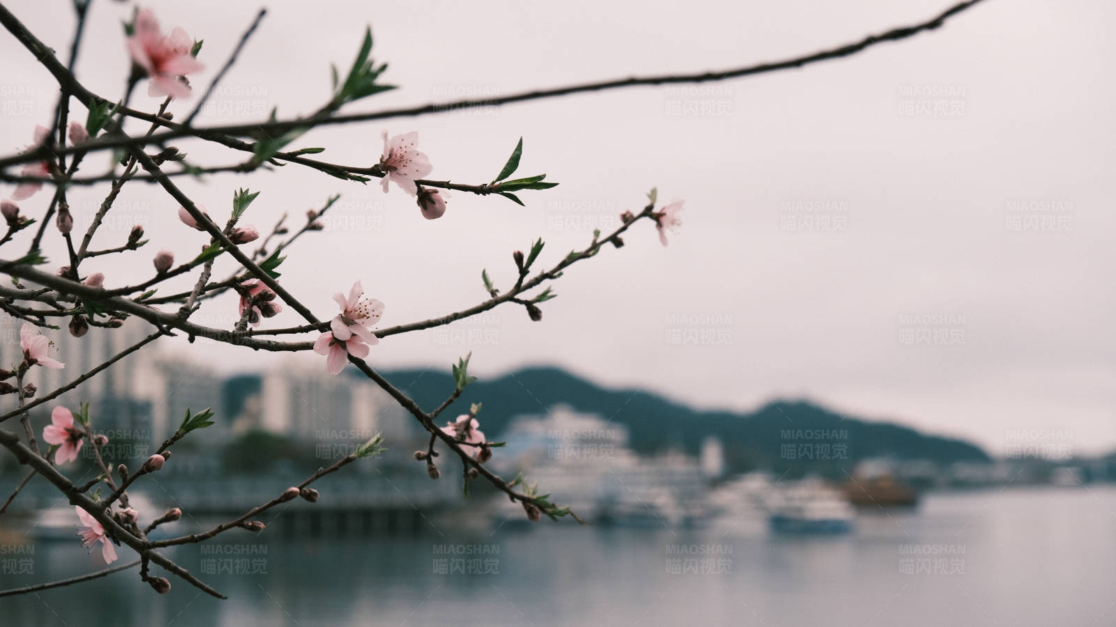 桃花盛开的港口图片