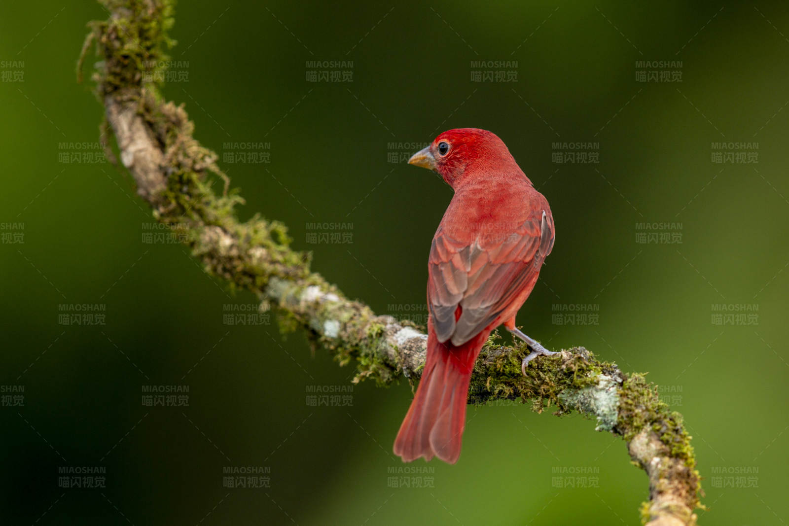 红鸟栖枝头图片