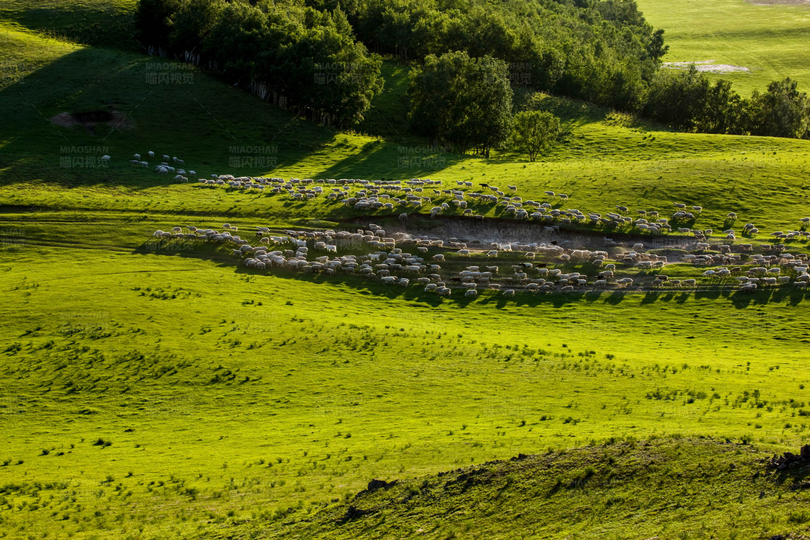 坝上羊群在绿色草原上图片