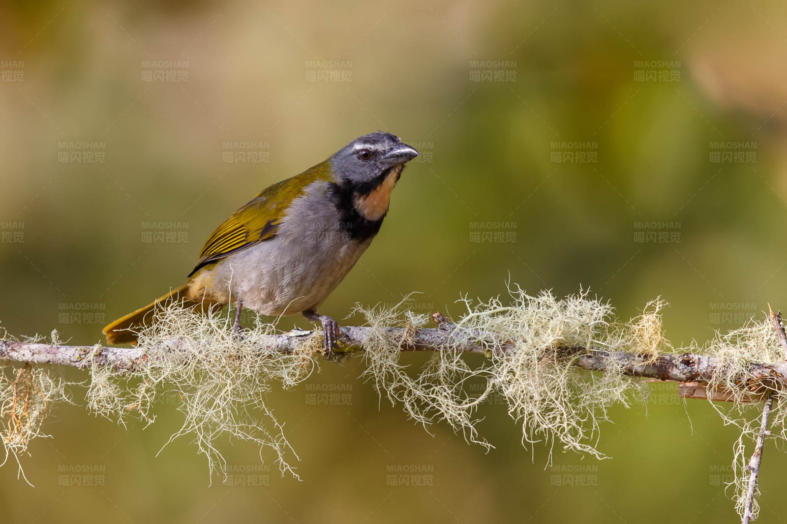 黄喉舞雀栖息在苔藓树枝上图片