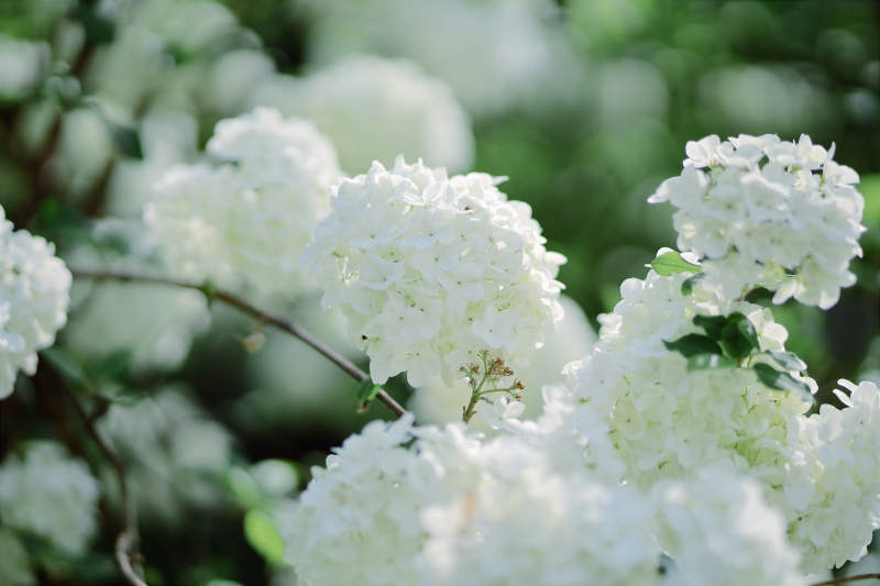 白色绣球花的美丽图片
