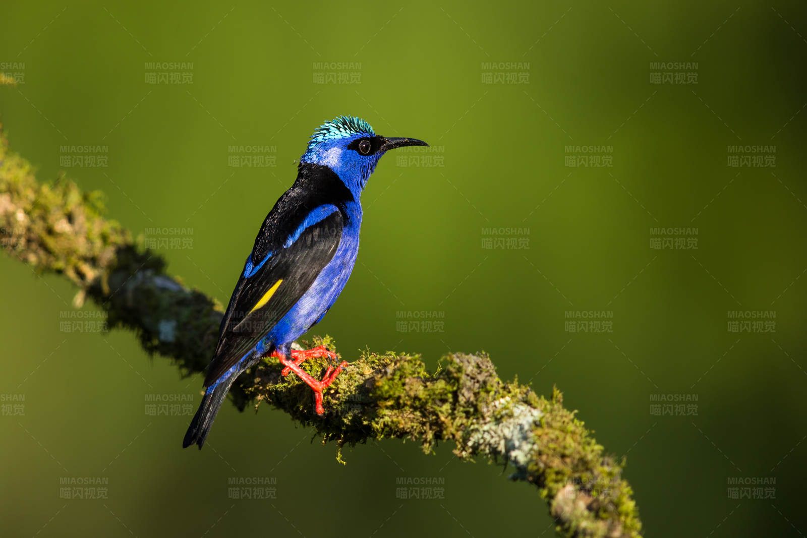 红脚旋蜜雀栖枝头图片