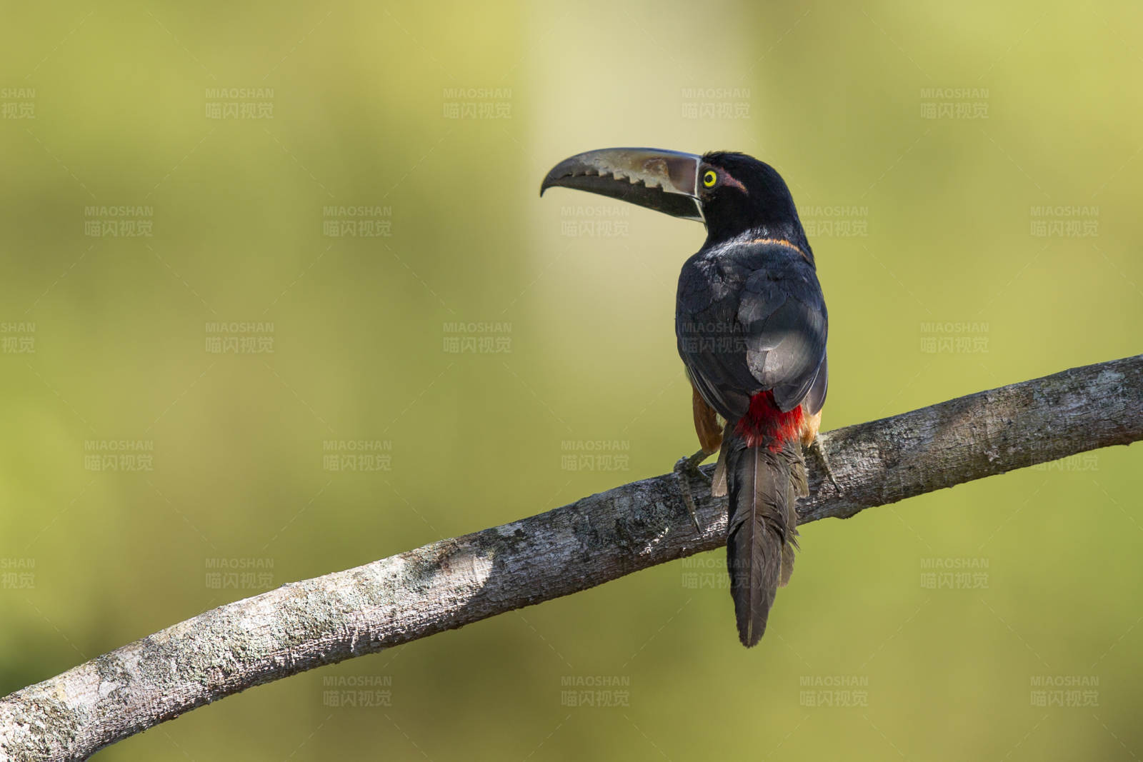 巨嘴鸟栖息树枝上图片