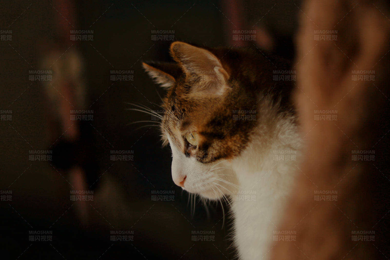暗夜中的好奇猫图片