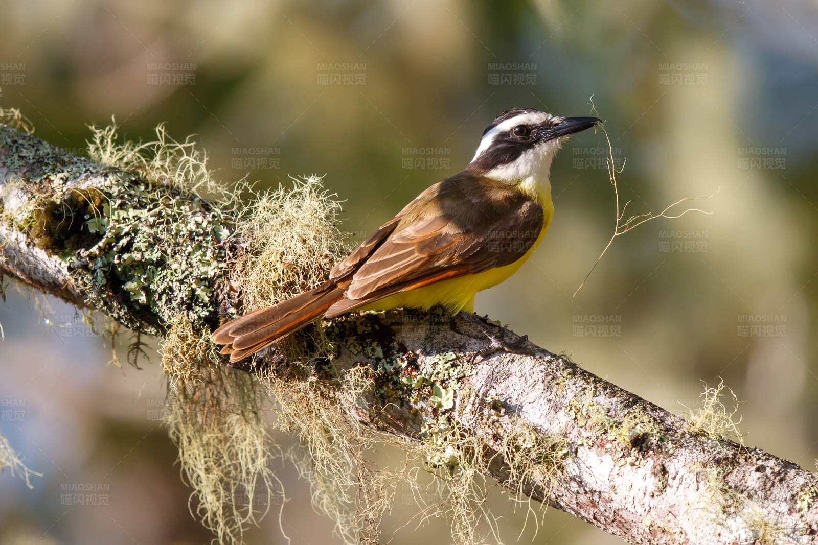 林间栖息的美丽鸟儿图片
