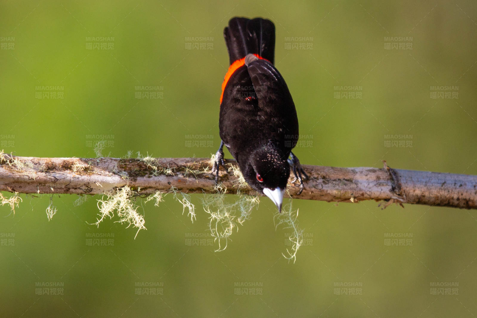 红腰厚嘴唐纳雀觅食图片