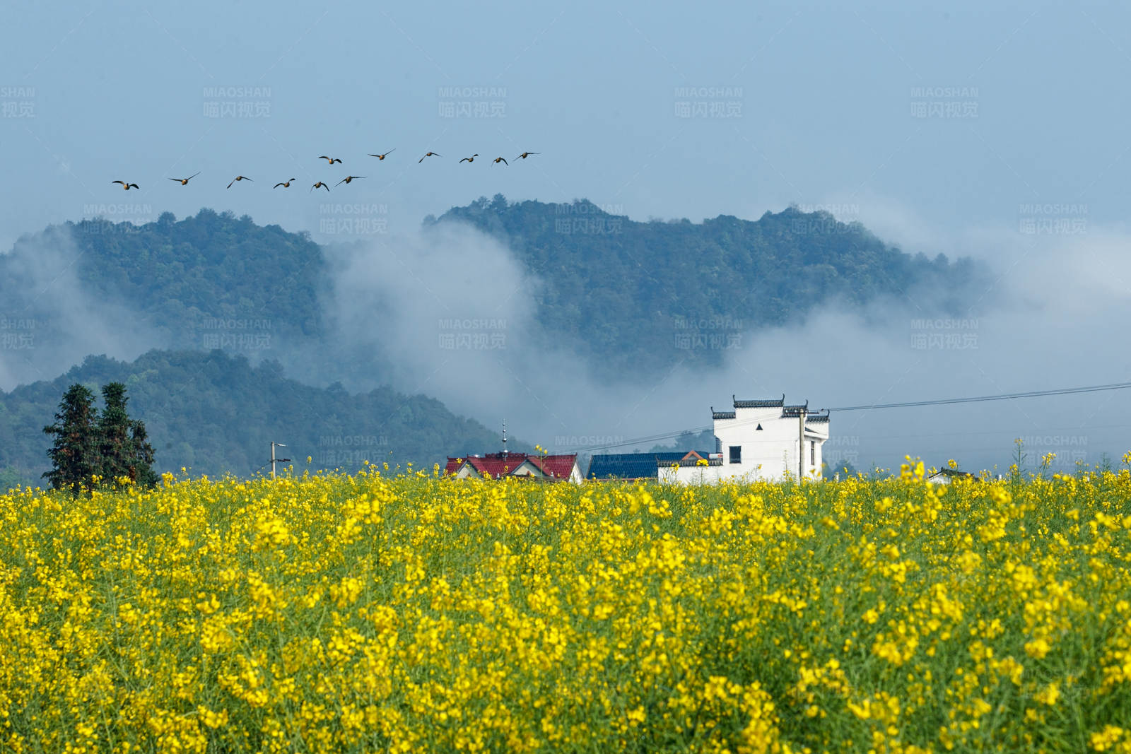 油菜花开 乡村美景图片
