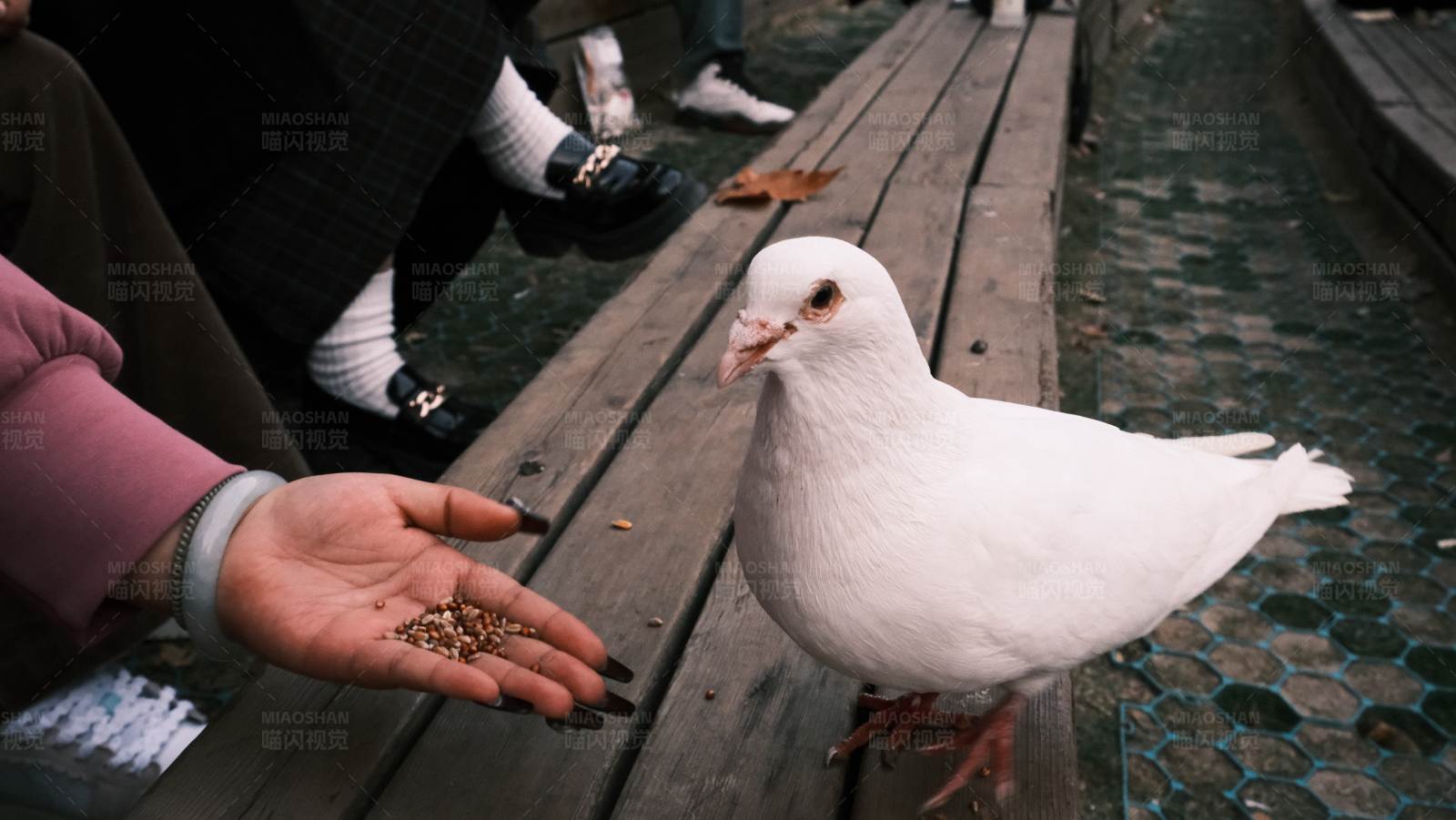 喂食白鸽图片