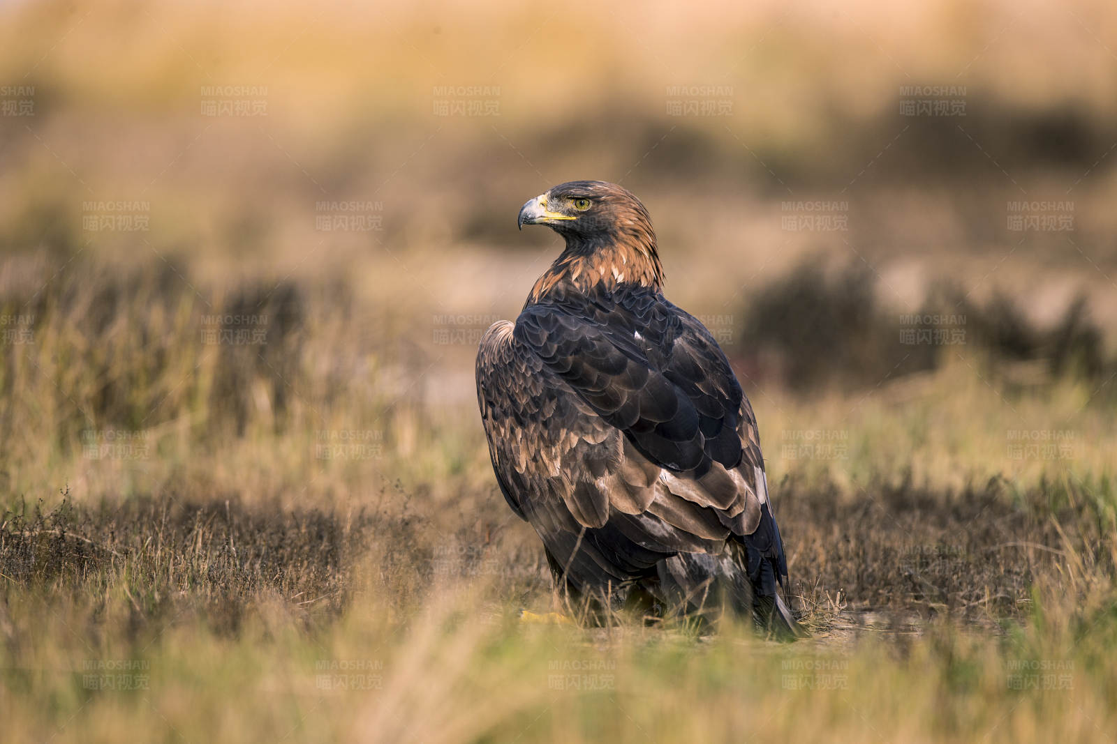 草原上的雄鹰图片