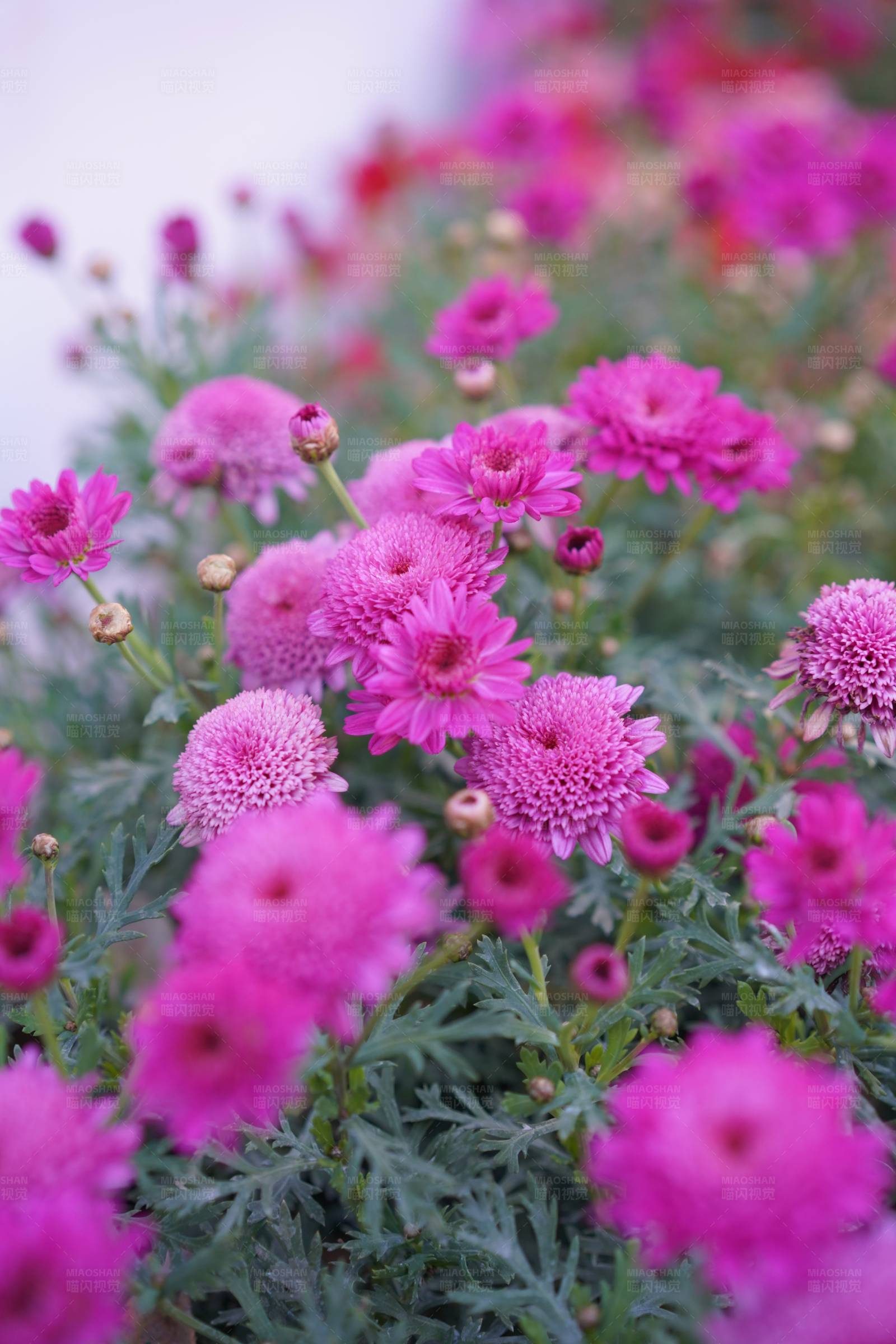 粉色菊花盛开的花坛图片