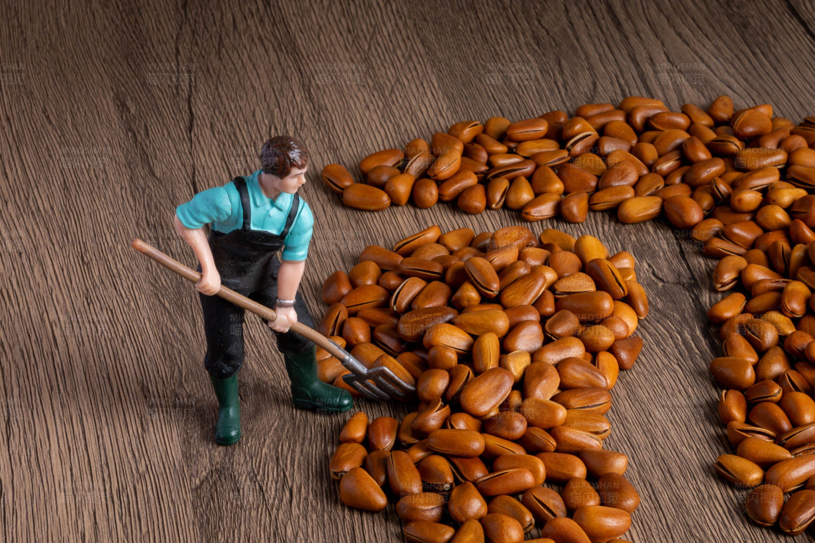 农民收获松子图片