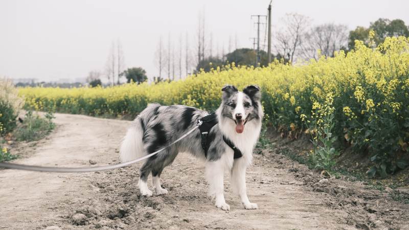 狗在花田间图片