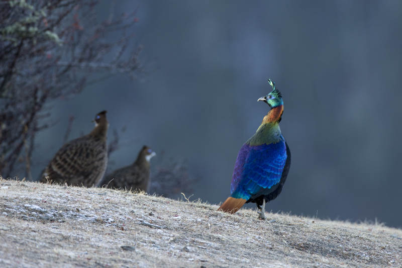 山巅孔雀与雉鸡图片