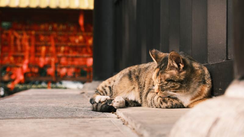 猫咪在门口打盹图片
