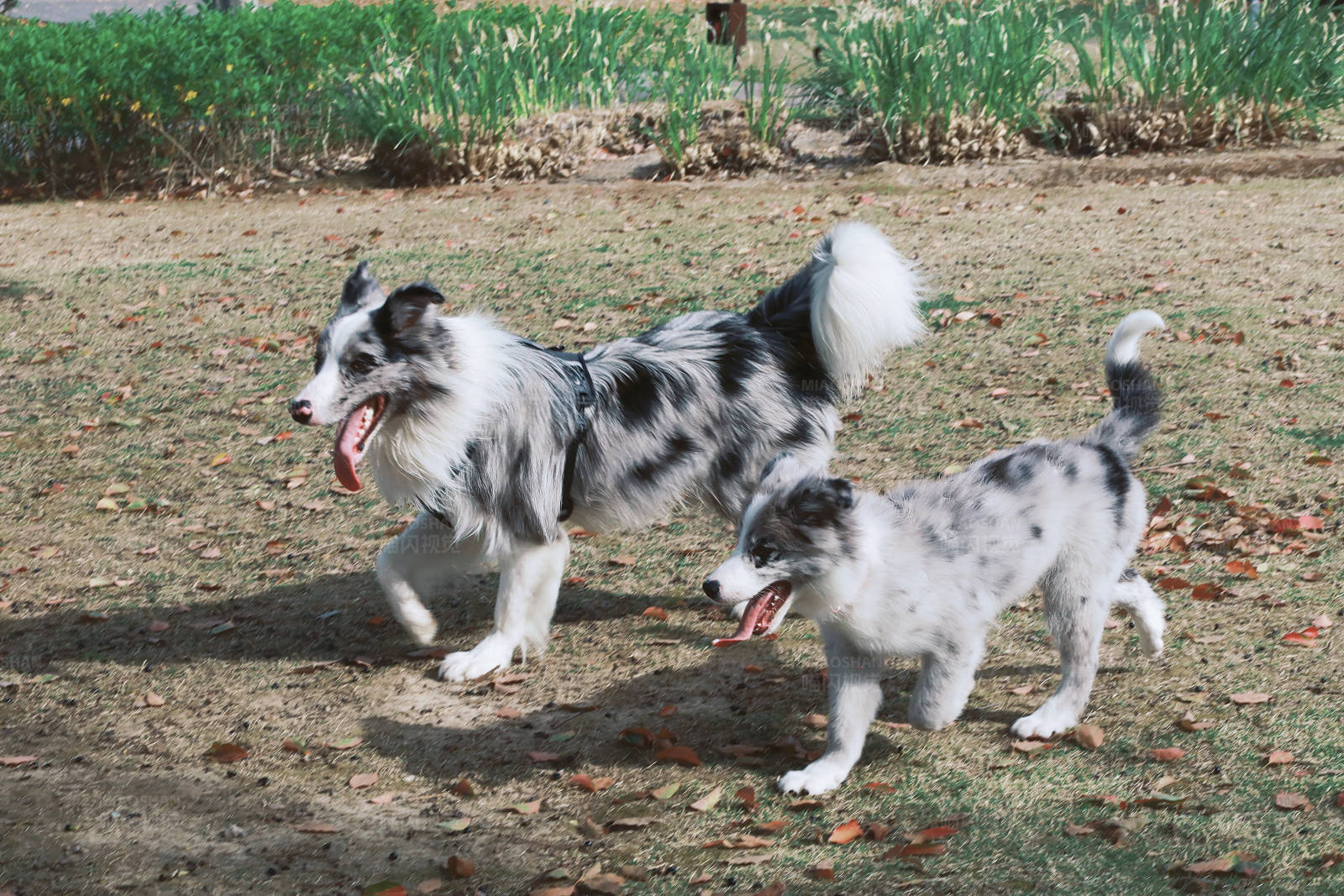 两只狗在草地上奔跑图片