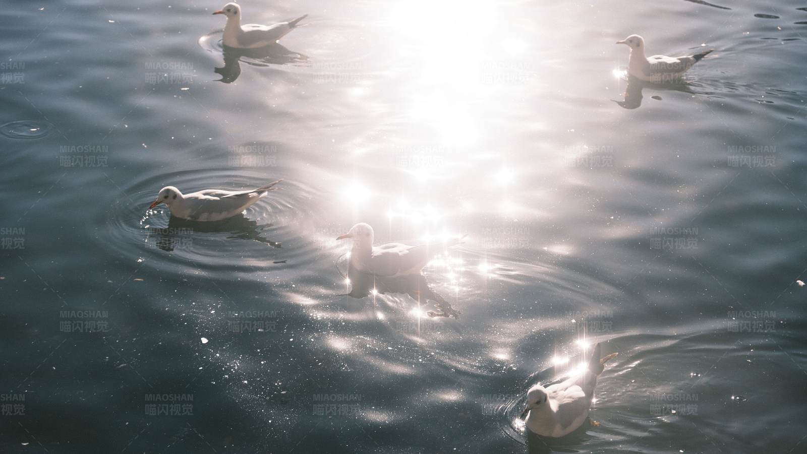 湖面鸭子戏水图图片